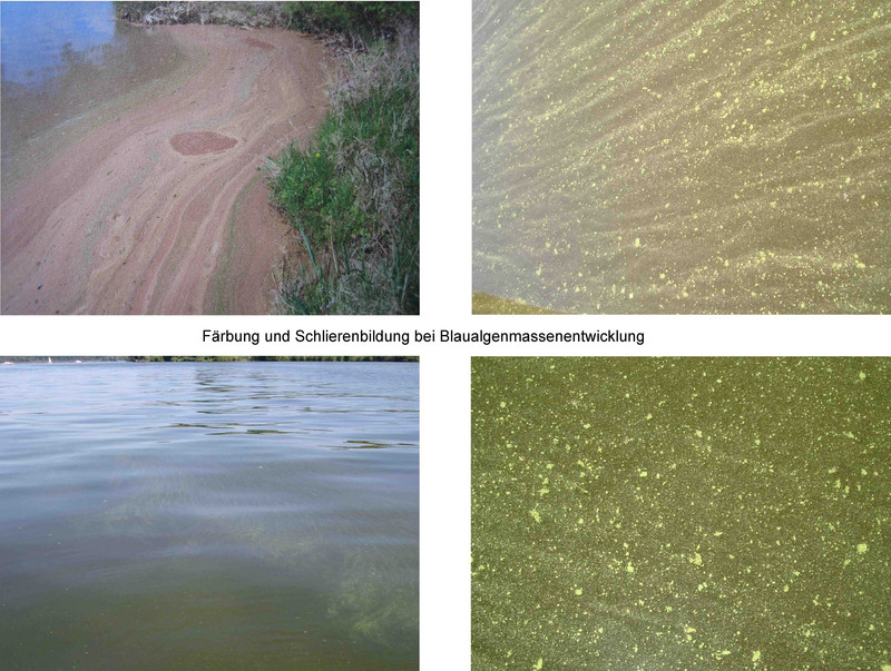 4 Bilder von Färbung und Schlierenbildung bei Blaualgenmassenentwicklung